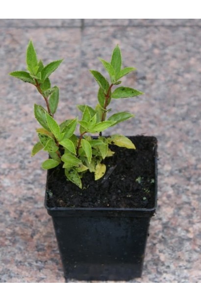 Гортензия Magical Candle контейнер Р9/0,5 л